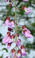 Milletia peguensis